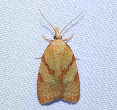 Sparganothis senecionana