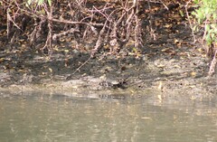 Crocodylus acutus
