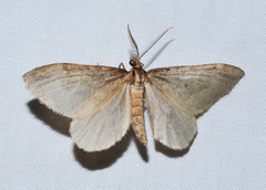 Stamnoctenis pearsalli