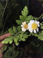 Tanacetum parthenium