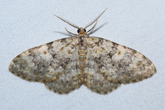 Zenophleps obscurata