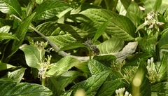 Urosaurus graciosus graciosus