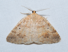 Drepanulatrix secundaria