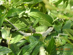 Urosaurus graciosus graciosus