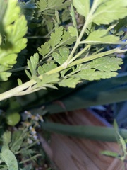 Tanacetum parthenium