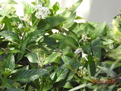 Urosaurus graciosus graciosus