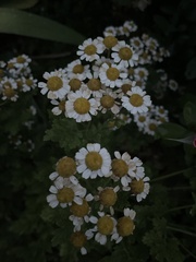 Tanacetum parthenium