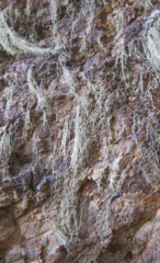 Ramalina australiensis