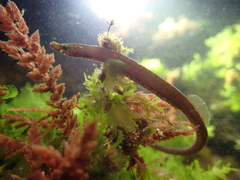 Worm Pipefish photo 4