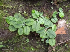 Trigonotis formosana elevatovenosa