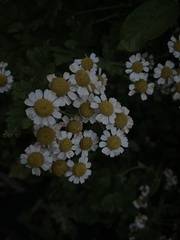 Tanacetum parthenium