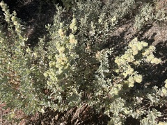 Atriplex lindleyi