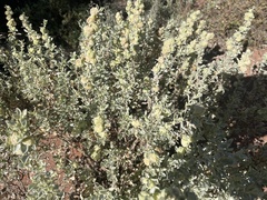 Atriplex lindleyi