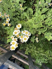 Tanacetum parthenium