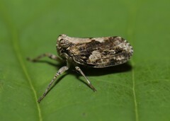 Thionia elliptica