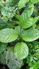 Passiflora kapiriensis