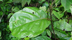 Passiflora kapiriensis