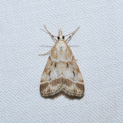 Eudonia rectilinea