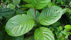 Passiflora kapiriensis