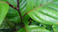 Passiflora kapiriensis