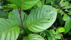Passiflora kapiriensis