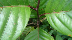 Passiflora kapiriensis