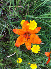 Lilium bulbiferum