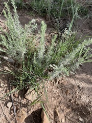 Artemisia carruthii carruthii
