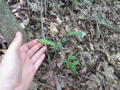 Lithospermum tuberosum