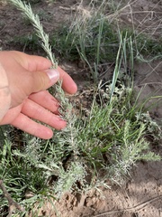 Artemisia carruthii carruthii