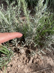 Artemisia carruthii carruthii