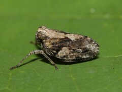 Thionia elliptica
