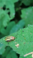 Kuschelina tenuilineata