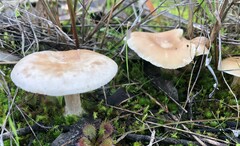 Singerocybe