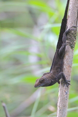 Anolis cristatellus cristatellus