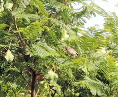 Catharus aurantiirostris