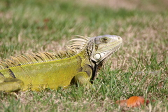 Iguana iguana iguana