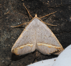 Macaria guenearia