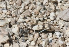 Trimerotropis albescens