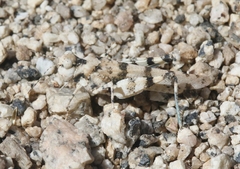 Trimerotropis albescens