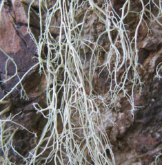 Ramalina australiensis