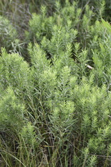 Galatella biflora