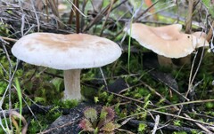 Singerocybe