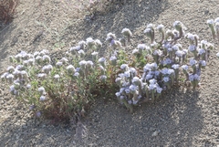 Phacelia vallis-mortae