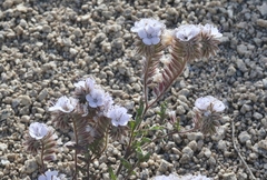 Phacelia vallis-mortae
