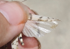 Trimerotropis albescens