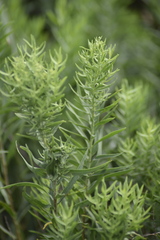 Galatella biflora