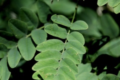 Caragana arborescens