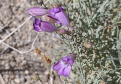 Penstemon incertus