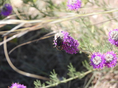 Brachymelecta interrupta